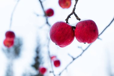 Kışın bütün yaprakları dökülmüş elma ağacı, ama onların yanında donmuş kırmızı elmalar asılı.