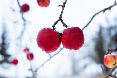 Kışın bütün yaprakları dökülmüş elma ağacı, ama onların yanında donmuş kırmızı elmalar asılı.