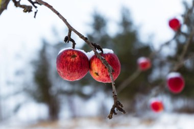 Kışın bütün yaprakları dökülmüş elma ağacı, ama onların yanında donmuş kırmızı elmalar asılı.