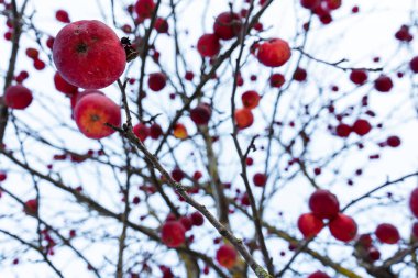 Kışın bütün yaprakları dökülmüş elma ağacı, ama onların yanında donmuş kırmızı elmalar asılı.