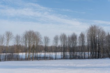 Soğuk bir kış gününde kar yağan ağaçların görüntüsü. Parlak güneş parlarken.