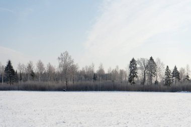 Soğuk bir kış gününde kar yağan ağaçların görüntüsü. Parlak güneş parlarken.