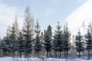 Soğuk bir kış gününde kar yağan ağaçların görüntüsü. Parlak güneş parlarken.