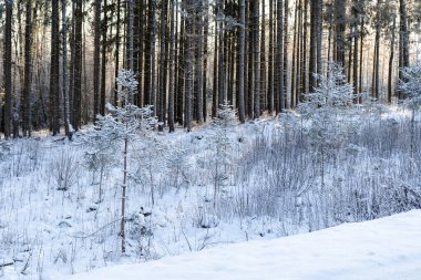 Soğuk bir kış gününde kar yağan ağaçların görüntüsü. Parlak güneş parlarken.
