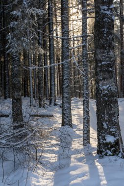 Soğuk bir kış gününde kar yağan ağaçların görüntüsü. Parlak güneş parlarken.