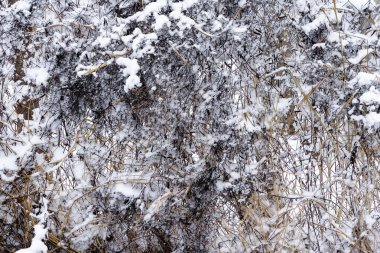 Kışlık beyaz kar desenleri ile ulaşan kuru büyük çimenler