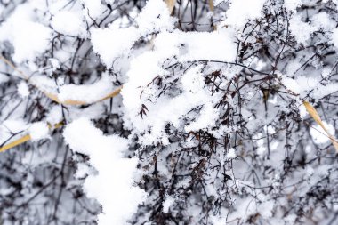 Kışlık beyaz kar desenleri ile ulaşan kuru büyük çimenler