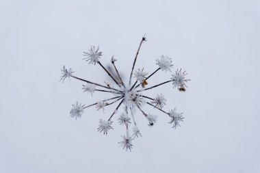 Beyaz karla kaplanmış, çiçekli ot çiçeği