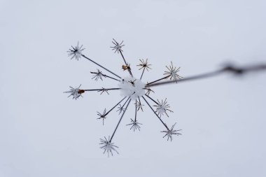 Beyaz karla kaplanmış, çiçekli ot çiçeği