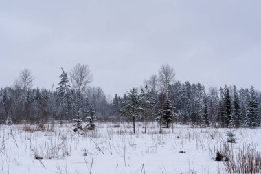 a forest clearing that has snowed white and some small trees have grown there, and the whole land is covered with white snow