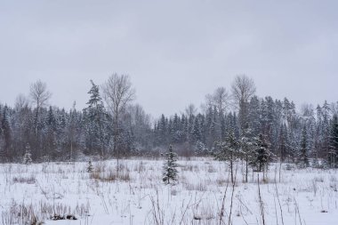 a forest clearing that has snowed white and some small trees have grown there, and the whole land is covered with white snow