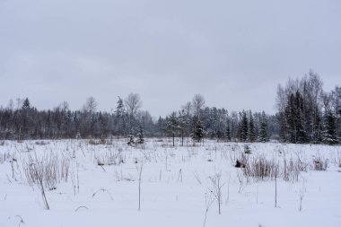 a forest clearing that has snowed white and some small trees have grown there, and the whole land is covered with white snow