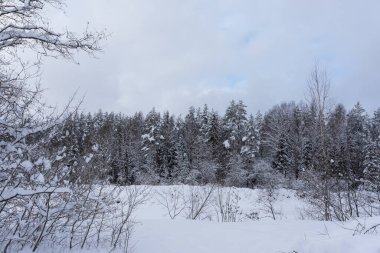 snowy and the trees and bushes are white