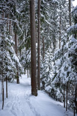 white trail in the forest where a lot of snow has fallen on the trees and where there are wooden stairs and trails