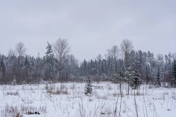 Una Radura Forestale Che Nevicato Bianco Alcuni Piccoli Alberi Sono Immagine Stock