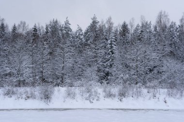 The river Gauja is frozen and covered with white snow, where you can also see the snow covered white forest