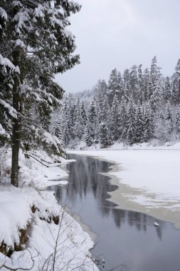 The river Gauja is partially frozen and the trees standing on the shore are snowy with white fluffy snow