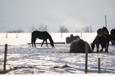 The horses stand in the pasture next to the forage, because all the pasture is covered with white snow