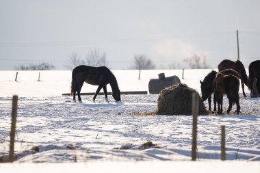 The horses stand in the pasture next to the forage, because all the pasture is covered with white snow