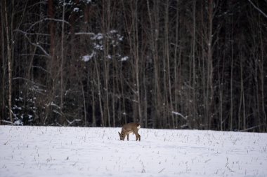 Roe deer have come out of the forest on a white cereal field in search of food