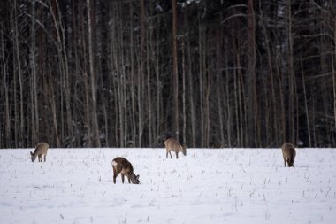 Roe deer have come out of the forest on a white cereal field in search of food