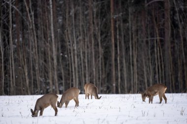 Roe deer have come out of the forest on a white cereal field in search of food