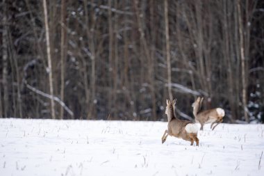 Roe deer have come out of the forest on a white cereal field in search of food