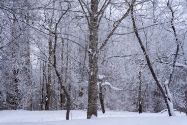 winter day without sun with cloudy weather where the whole land is covered with white snow and kokime all the branches are white with snow and look like a fairy garden in the middle of winter