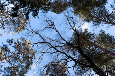 beautiful sunny winter day in Latvia with white fluffy snow in the forest where you can see many beautiful pine tops with dark brown trunks and green needles behind which in the background is a blue sky with fluffy white clouds