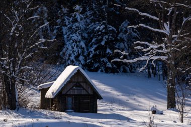 winter day in Latvia with white fluffy and deep snow, where you can see some trees and an old abandoned wooden building with snow-covered white roof