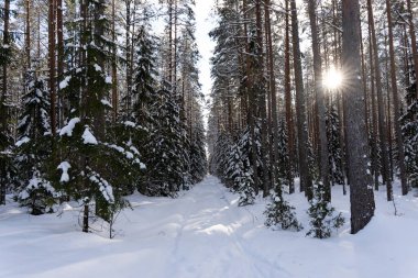 beautiful sunny winter day in Latvia where the asphalt is frozen and there are rails on it where you can see small asphalt stones and snowy