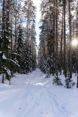beautiful sunny winter day in Latvia where the asphalt is frozen and there are rails on it where you can see small asphalt stones and snowy