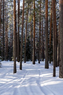 beautiful sunny winter day in Latvia where the asphalt is frozen and there are rails on it where you can see small asphalt stones and snowy