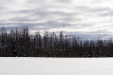 White snowy Latvian landscape in winter where you can see a large field that has reached with deep white fluffy snow and behind it are various trees and above the wood is a blue sky with the sun and white fluff clouds.
