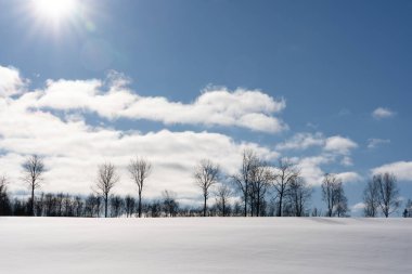 White snowy Latvian landscape in winter where you can see a large field that has reached with deep white fluffy snow and behind it are various trees and above the wood is a blue sky with the sun and white fluff clouds.