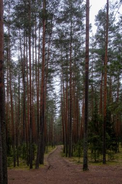 Çam Ormanı Yağmurlu bir günde