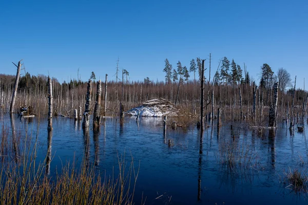 the beaver-flooded body of water is frozen and the trees have withered