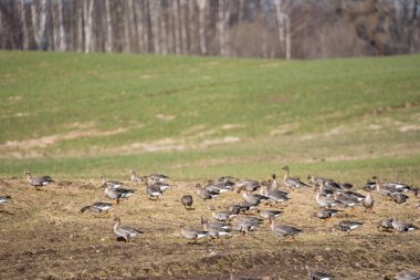 Baharda, bir çok kazın toplandığı, sıcak ülkeden Letonya 'ya sürüler halinde döndüğü bir mısır gevreği tarlasının kenarında..