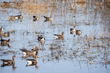 Bir çok kazın toplandığı mısır gevreği tarlasının kenarındaki büyük su birikintisi sıcak ülkeden Letonya 'ya sürüler halinde geri döndü..