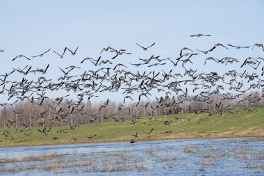 İlkbaharda, bir çok kazın toplandığı, sıcak ülkeden Letonya 'ya sürüler halinde döndüğü mısır gevreği tarlasının kenarındaki büyük bir su birikintisi, büyük bir sürüde uçmak üzere havalanır..