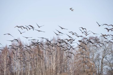 İlkbaharda, bir çok kazın toplandığı, sıcak ülkeden Letonya 'ya sürüler halinde döndüğü mısır gevreği tarlasının kenarındaki büyük bir su birikintisi, büyük bir sürüde uçmak üzere havalanır..