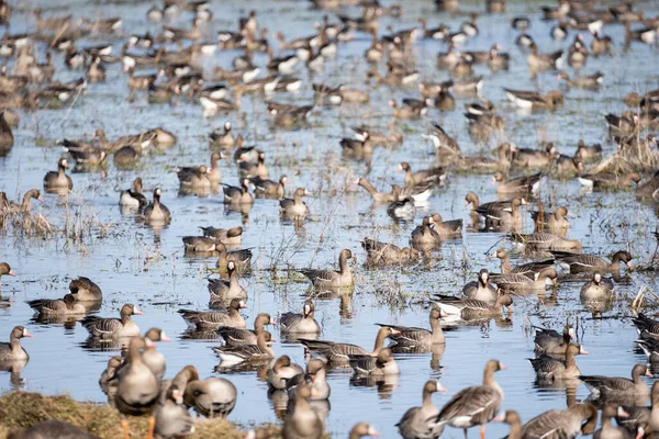 Uma Grande Poça Primavera Borda Campo Cereais Onde Muitos Gansos — Fotografia de Stock