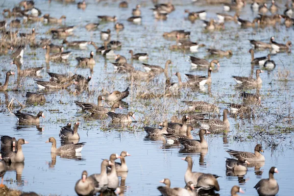 Uma Grande Poça Primavera Borda Campo Cereais Onde Muitos Gansos — Fotografia de Stock