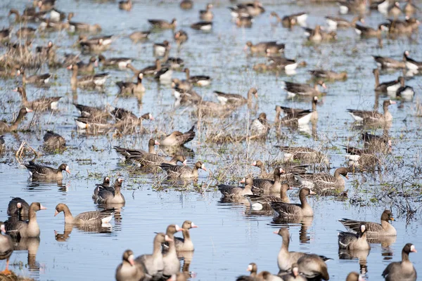 Uma Grande Poça Primavera Borda Campo Cereais Onde Muitos Gansos — Fotografia de Stock