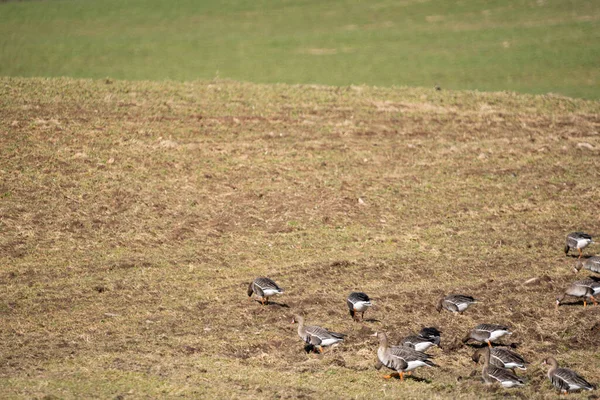 Primavera Borda Campo Cereais Onde Muitos Gansos Reuniram Que Acabaram — Fotografia de Stock