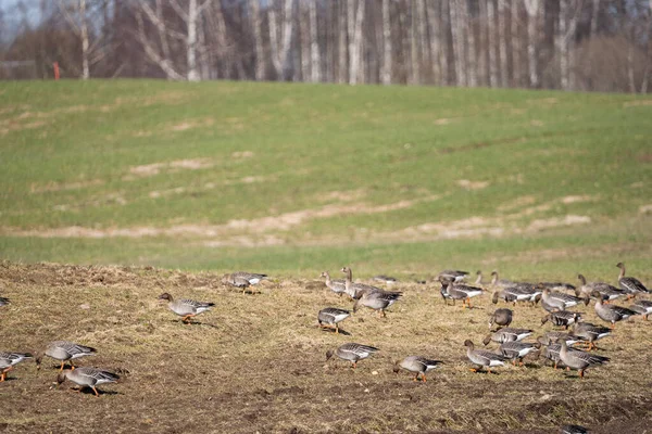 Wiosną Skraju Pola Zbożowego Gdzie Zebrało Się Wiele Gęsi Które — Zdjęcie stockowe