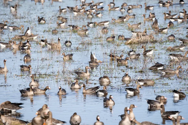 Uma Grande Poça Primavera Borda Campo Cereais Onde Muitos Gansos — Fotografia de Stock