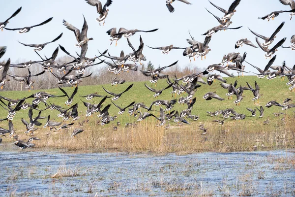 Primavera Uma Grande Poça Borda Campo Cereais Onde Muitos Gansos — Fotografia de Stock