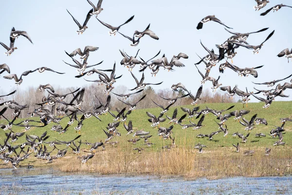 Primavera Uma Grande Poça Borda Campo Cereais Onde Muitos Gansos — Fotografia de Stock