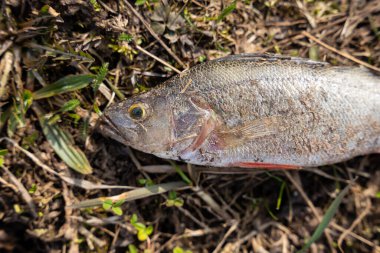Balık yere atılır. Yeni filizlenen çimlerin üzerinde duran ve güneşte kuruyan bir levrek gibidir.